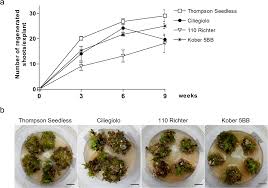 Agrolistic transformation allows integration of the gene of interest without undesired vector. Comparison Of Regeneration Capacity And Agrobacterium Mediated Cell Transformation Efficiency Of Different Cultivars And Rootstocks Of Vitis Spp Via Organogenesis Scientific Reports