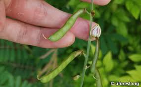 Image result for Tephrosia noctiflora