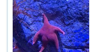 Marine scientists have undertaken the difficult task of replacing the beloved starfish's common name with sea star because, well, the starfish is not a fish. Starfish With What Appears To Be A Big Butt Goes Viral On Twitter