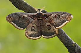 Why Are Moths Attracted To Light Aruba Today In 2020 Types Of Moths Moth Insects