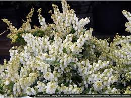 Image result for Pieris japonský debutante obrázek