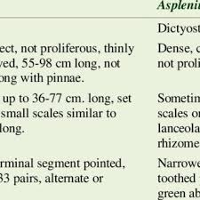 Image result for Asplenium friesiorum