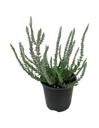 Image result for Calluna vulgaris