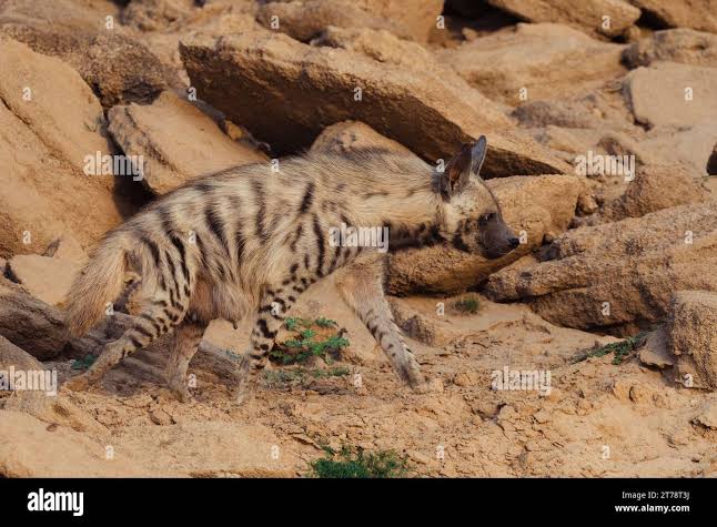 Hyena india hi-res stock photography and images - Alamy