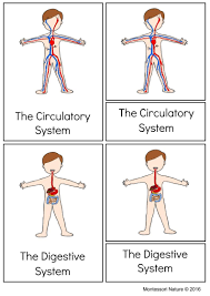 Systems Of The Human Body Montessori Printable Muscular System Activities Human Body Systems Muscular System
