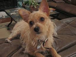 Wire Chiwoxy Wire Haired Terrier X Chihuahua Info Pictures Chihuahua Terrier Mix Rat Terrier Mix Chihuahua Terrier
