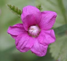 Image result for Rubus kirungensis