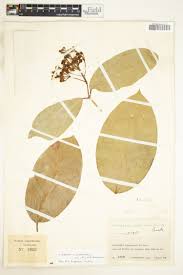 Image result for Acridocarpus natalitius