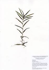Image result for Potamogeton richardii