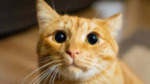 ‪Why Orange Cats Are So Special, According to Science | Technology Networks‬‏