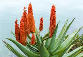 Aloe Vera Diese Ahnliche Pflanze Wird Oft Mit Ihr Verwechselt