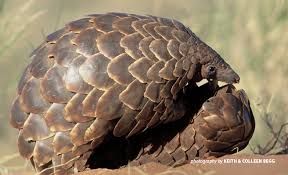 Chinese pangolin scales are sold to treat a wide variety of ailments, from cancer to upset stomach to asthma. Up To 2 7 Million Pangolins Are Poached Every Year For Scales And Meat Awf