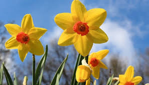 We did not find results for: December Birth Flower List And Meaning