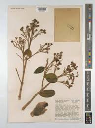 Image result for Dichaetanthera erici-rosenii