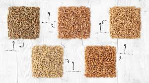 Le magnésium participe au développement osseux, à la construction des la galette des écossais est composée de flocons d'avoine et de babeurre. Quelle Est La Difference Entre Le Seigle L Epeautre L Avoine L Orge Et Le Ble Ceres