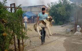 Apr 29, 2021 · turkey was seen as a success story early in the pandemic but now has the highest infection rate in europe. Amfwkggwhsvem