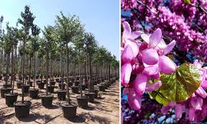 Cercis Siliquastrum Judas Tree Standard Garden Plants Online