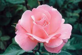 Princess elizabeth stakes commonwealth of nations: Rosa Queen Elizabeth Grandiflora Rose