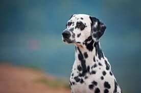 They are all low maintenance pets that like to cuddle? 10 Least Smelly Dog Breeds