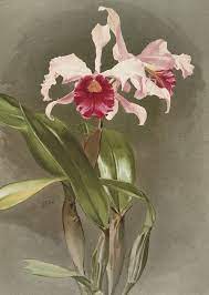 Pink And Red Orchid Cattleya Hybrida Arnoldiana Orchid Drawing Orchid Illustration Red Orchids
