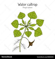 Image result for Trapa natans