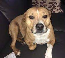 Reunited With Help From Nsw Police Tan Staffy Dog Arncliffe 2205 Sydney Staffy Dog Pets Dogs
