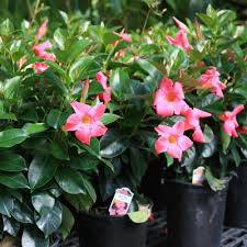 Image result for Dactyladenia gilletii