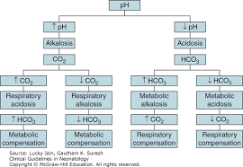 Acidosis And Alkalosis Clinical Guidelines In Neonatology