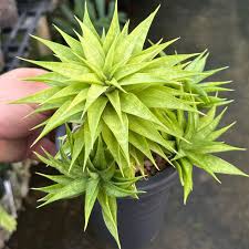 Image result for Sansevieria dooneri