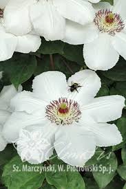 Excellent when grown into large shrubs needing flowering comes in two waves: Clematis Krolowa Jadwiga Clematis White Clematis Garden Supports