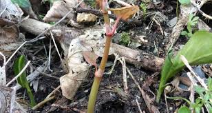On a more serious note, it can jeopardise your chances of selling or buying a home, with. Japanese Knotweed Shoots Emerge A Month Early