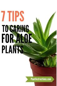 How To Care For Aloe Vera Plants Growing Aloe Vera Aloe Vera Plant Aloe Plant