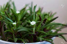 This page contains affiliate links quick look: Green Plant With Small White Flowers In A Pot Close Up Mestoklema Macrorrhizum Blooms Stock Photo Picture And Royalty Free Image Image 91656788