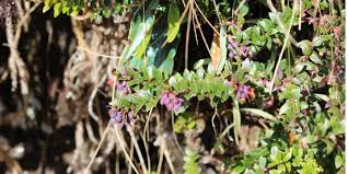 Image result for Oreophyton