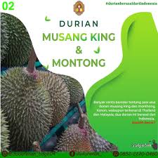Durian musang king merupakan tanaman tropis yang hidup di asia tenggara yang sangat terkenal oleh kalangan masyarakat indonesia maupun luar negri. Durian Berasal Dari Dudurenan H04 By Dudurenan Facebook