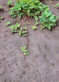Once the plants are at the right depth and angle fill in the hole with soil until it is level with the surrounding garden and flower bed. Strawberry Plant Starting Tips