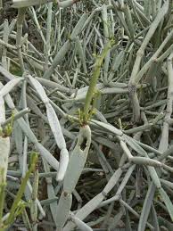 Image result for Cissus glaucophylla