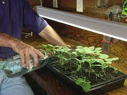 This will start sprouting roots and produces some leaves. How To Grow Eggplants How Tos Diy