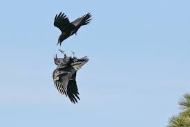 Enjoy these surprising facts about ravens from naturalist henry walters—and let's redeem the raven! Bird Of The Week Common Ravens Pajarito Environmental Education Center