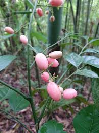 Image result for Clausena