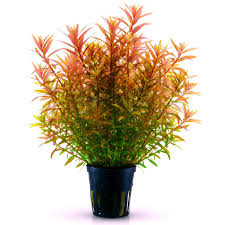 Image result for Rotala dinteri