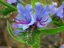 Image result for Baissea viridiflora