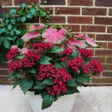 Image result for Pentas bussei