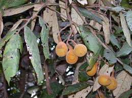 Image result for Chrysobalanaceae