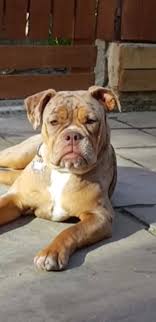Waiting list is now open for top quality kc reg champion sired gold health tested true to breed standard english bulldogs if you would be interested in a pup and would like to be added to list please contact me. Old English Bulldog Lovers Uk Home Facebook