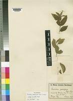 Image result for Meiostemon tetrandrus