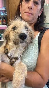 Canile di Chieti in farmacia…. Passate per un'offerta o per prendere il  nuovo calendario…. Dora la cagnolina cerca una famiglia.E' buonissima❤️❤️❤️  Vi aspettiamo.