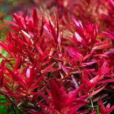 Image result for Rotala milne-redheadii