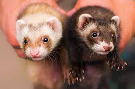 I decided to conduct while ferrets are naturally slender, they grow at an incredibly fast rate. Hairballs In Ferrets Symptoms Causes Diagnosis Treatment Recovery Management Cost