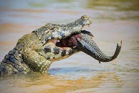 Quanto mede um animal desses? Jacare Caiman Abocanhando Um Peixe Pantanal Brasil Crocodiles Dangerous Animals Reptiles And Amphibians